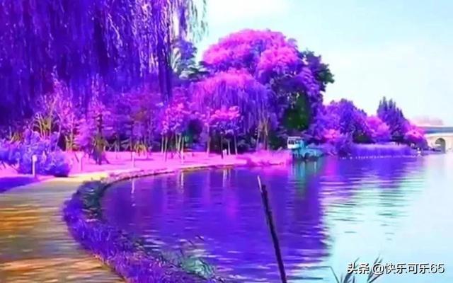 春雨直播app